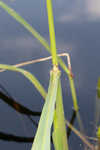 Annual wildrice <BR>Nakedstem dewflower <BR>Nakedstem dewflower <BR>Nakedstem dewflower <BR>Nakedstem dewflower